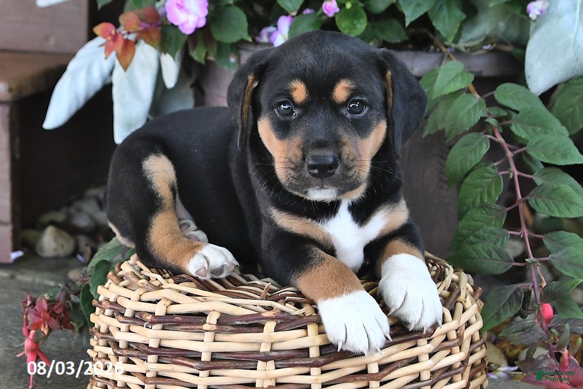 Mixed Breed dogs Chief - Ad 1