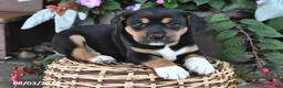 Mixed Breed dogs for sale: Chief - Ad 1