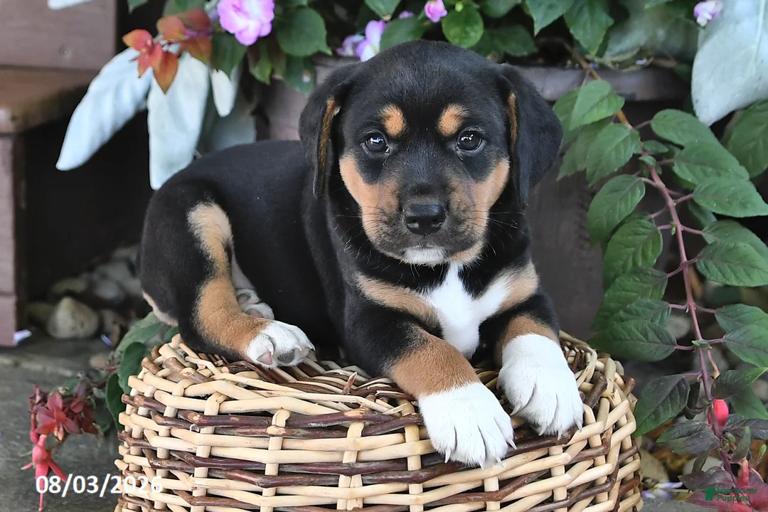 Mixed Breed dogs for sale: Chief - Ad 1