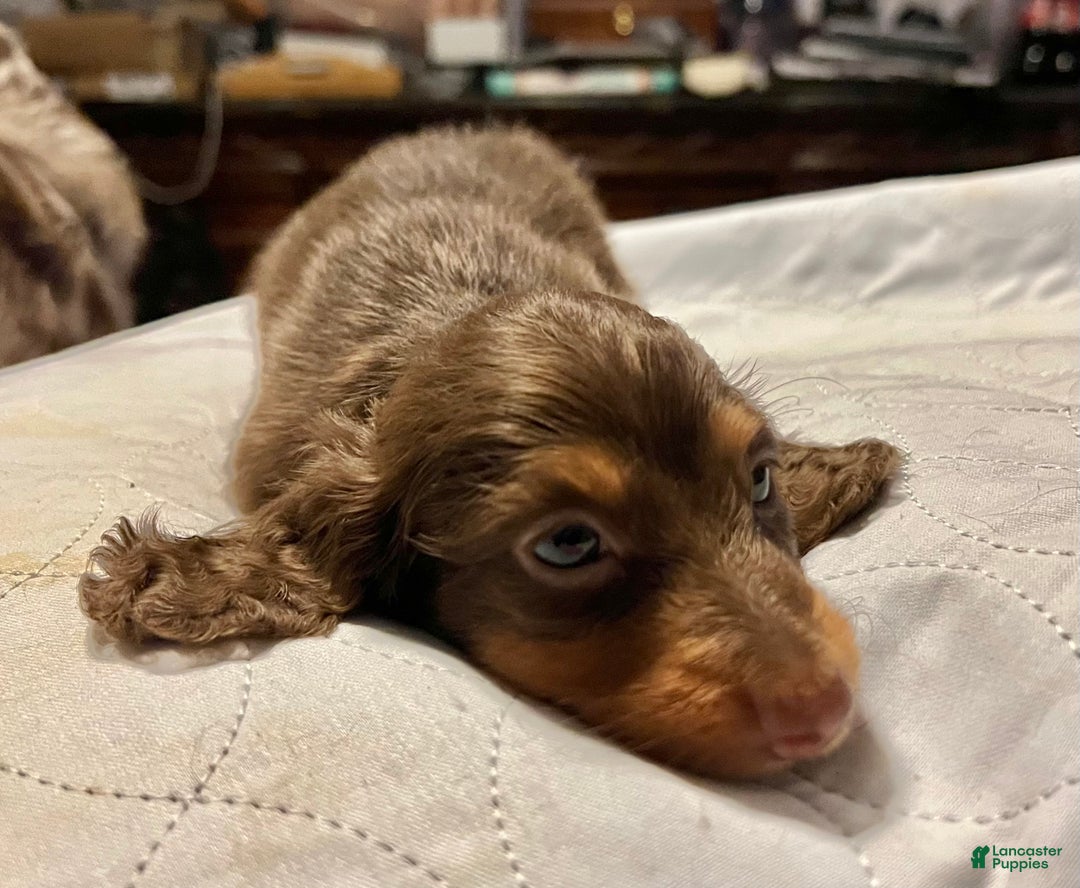 Miniature Dachshund dogs for sale: Russian AKC boy - Ad 8