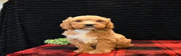 Cockapoo dogs for sale: Jay - Ad 2