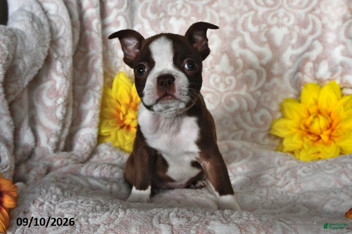 Boston Terrier dogs Cocoa Fern - Ad 1