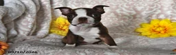 Boston Terrier dogs for sale: Cocoa Fern - Ad 1