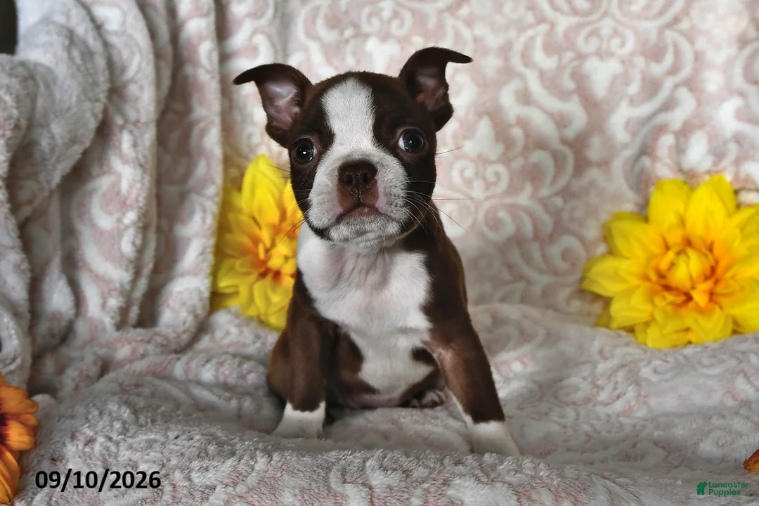 Boston Terrier dogs for sale: Cocoa Fern - Ad 1