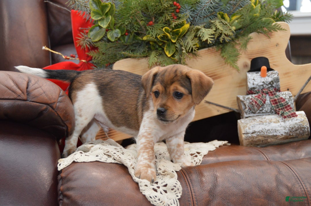 Jug dogs for sale: Adrian - Ad 4