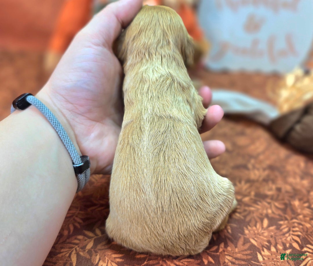 Cockapoo dogs for sale: Private Ryan - Ad 12