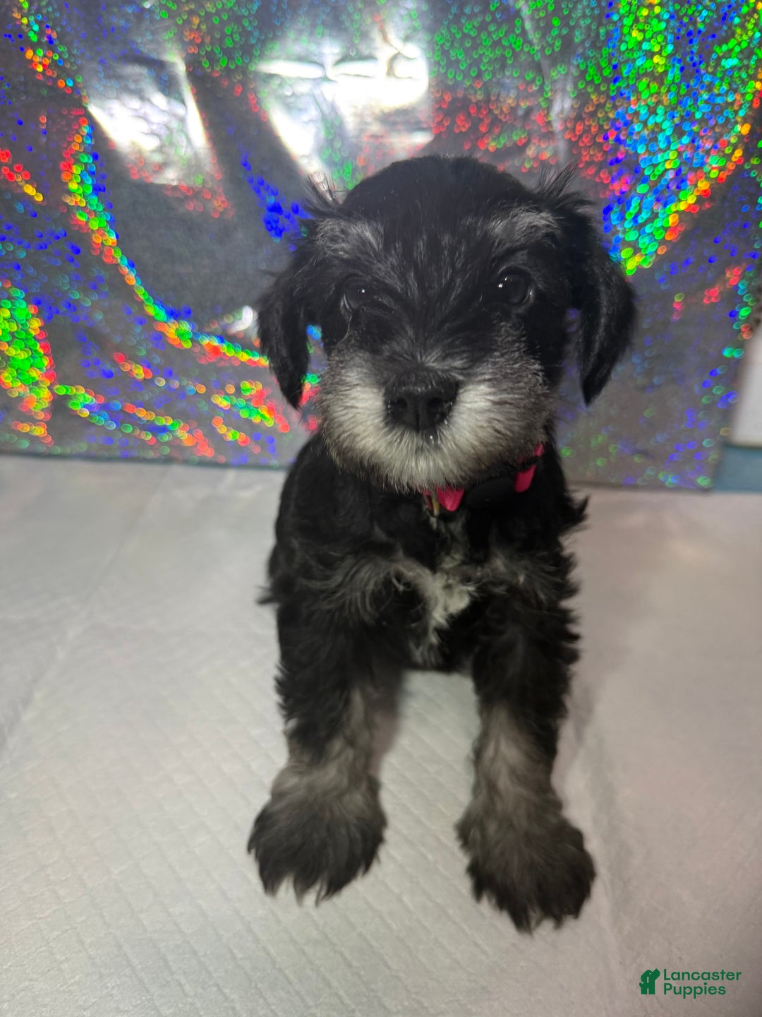 Miniature Schnauzer dogs for sale: Miniature Schnauzer Puppy 3 - Ad 3