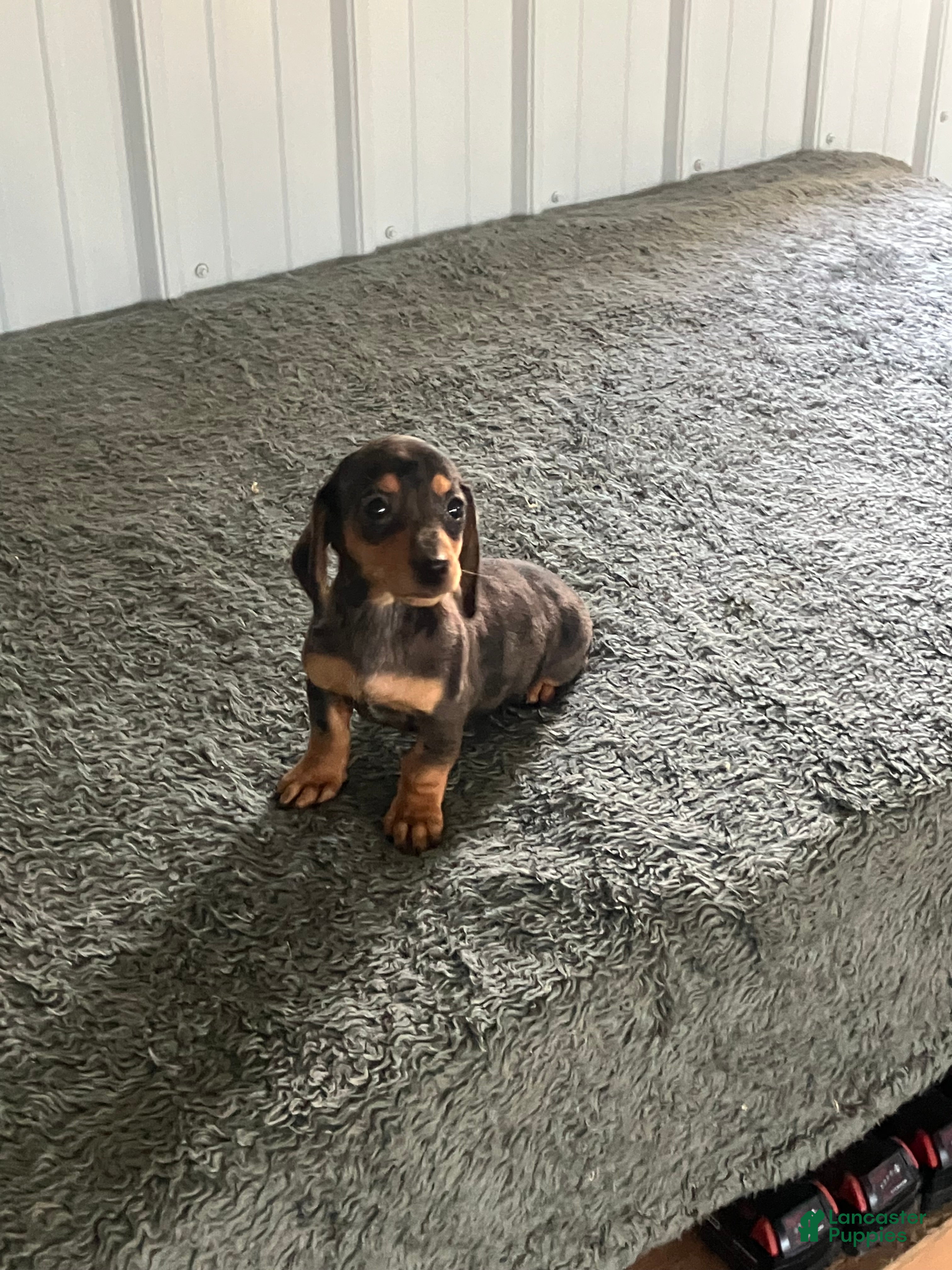 Miniature Dachshund dogs for sale: Akc Kathy - Ad 4
