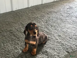 Miniature Dachshund dogs Akc Kathy - Ad 27