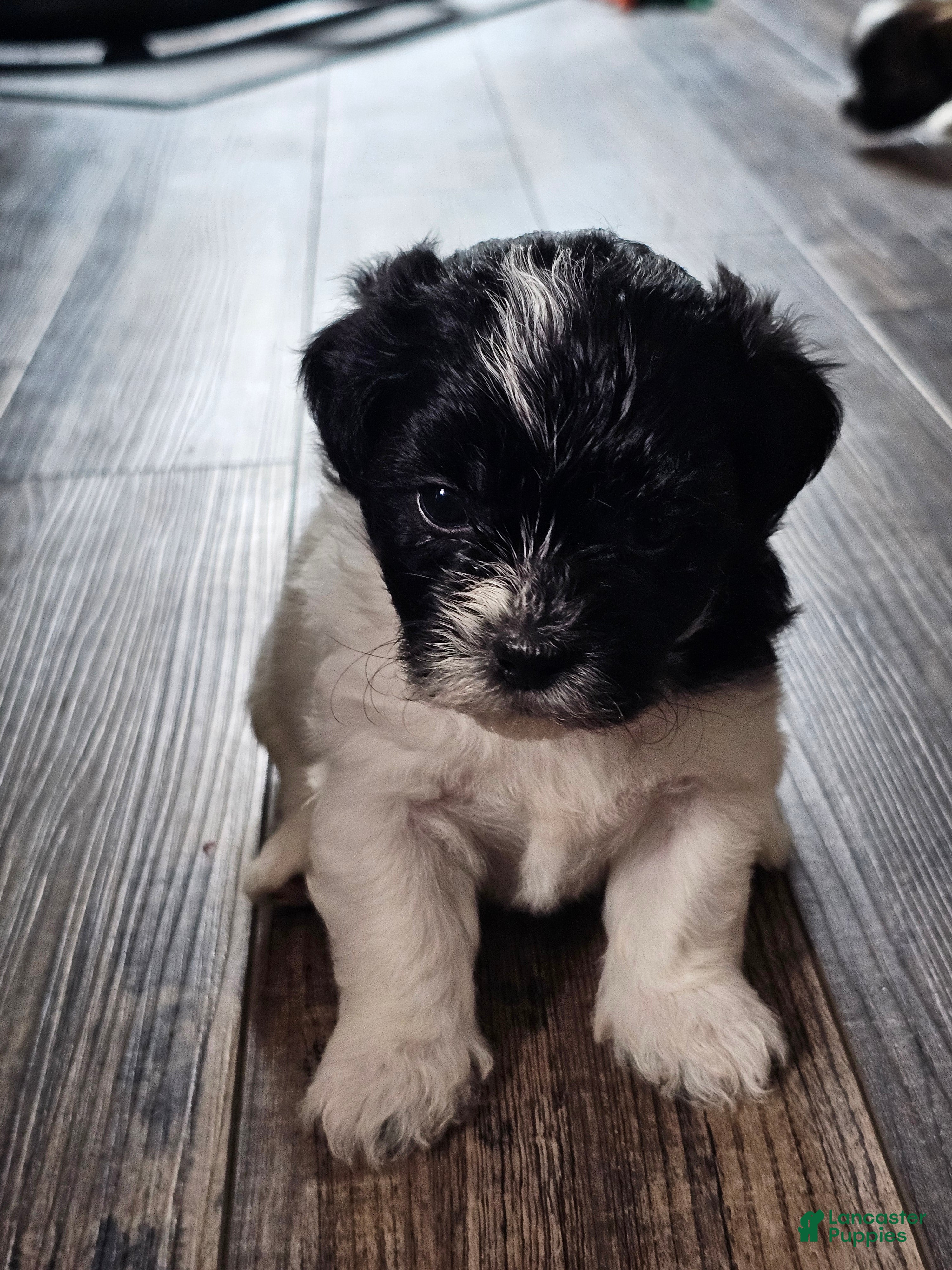Teddy Bear dogs Allie - Ad 38