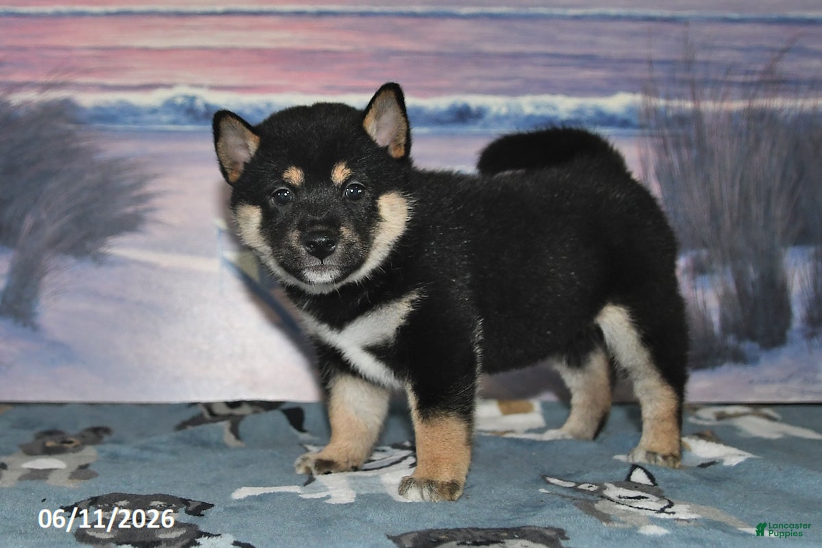 Shiba Inu dogs Cassandra - Ad 2