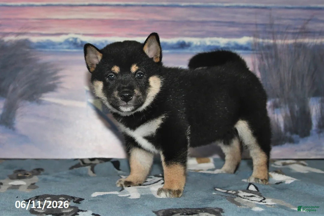 Shiba Inu dogs for sale: Cassandra - Ad 2