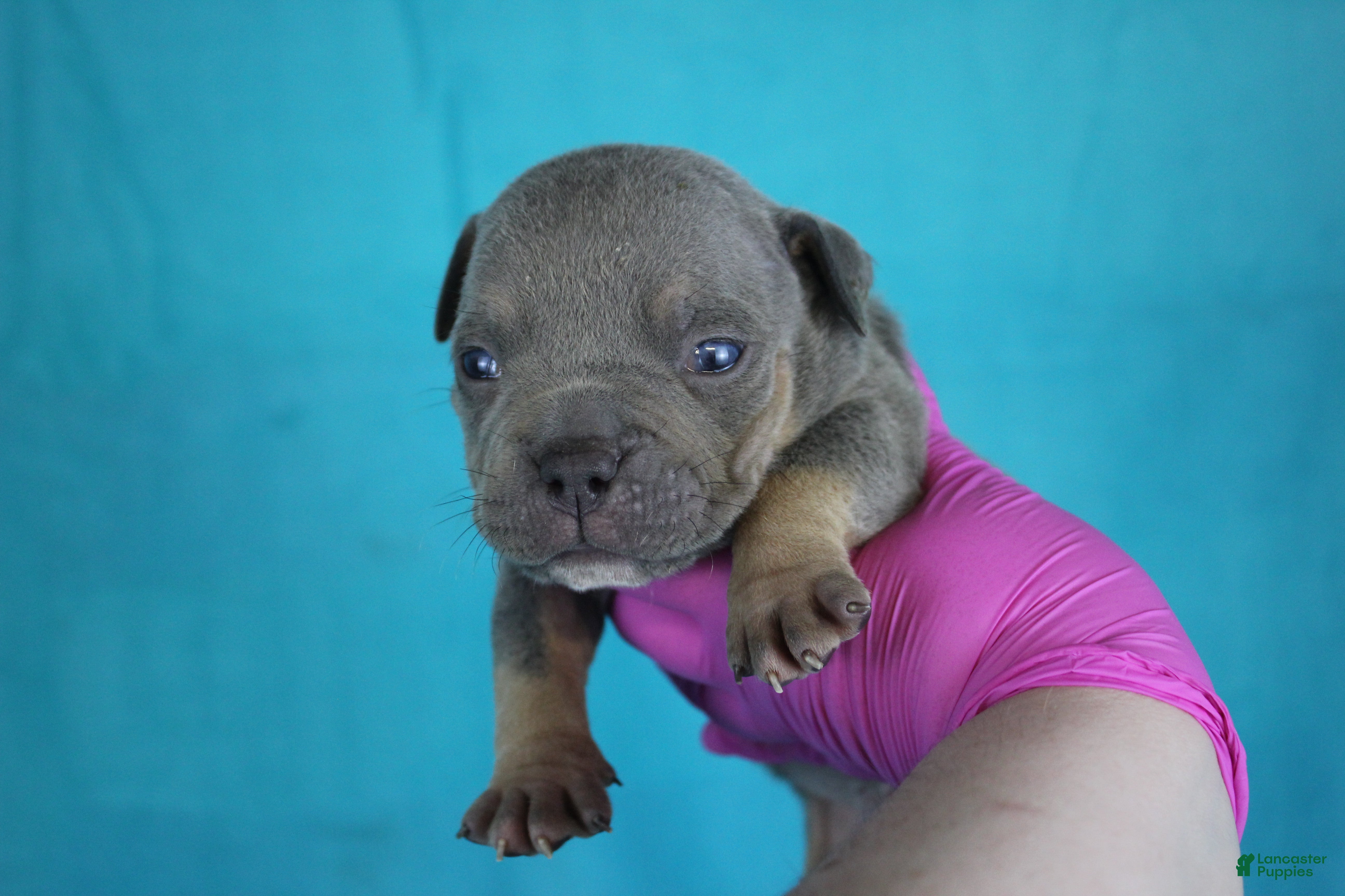 American Bully dogs Blue Tri Male - Ad 1