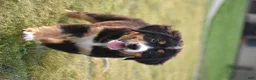 Bernese Mountain Dog dogs for sale: Trevor - Ad 10