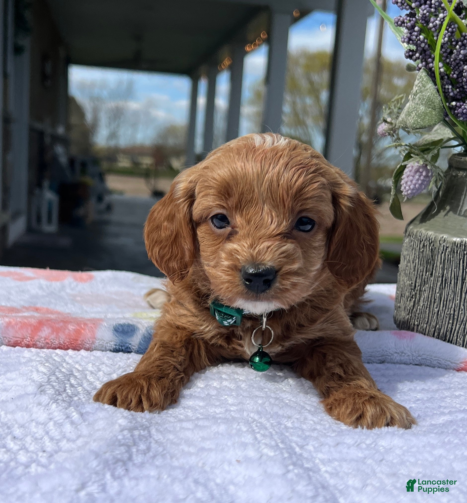 Mini Goldendoodle dogs Milo - Ad 2