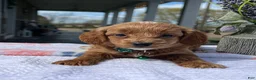 Mini Goldendoodle dogs for sale: Milo - Ad 2
