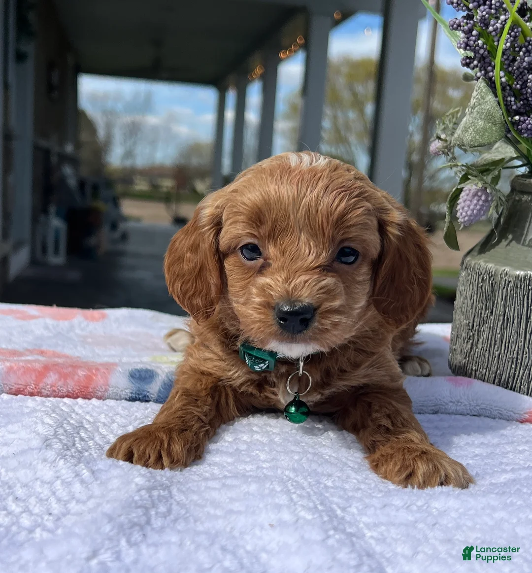 Mini Goldendoodle dogs for sale: Milo - Ad 2
