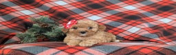 Mini Goldendoodle dogs for sale: Briana 9 lbs Full Grown - Ad 5