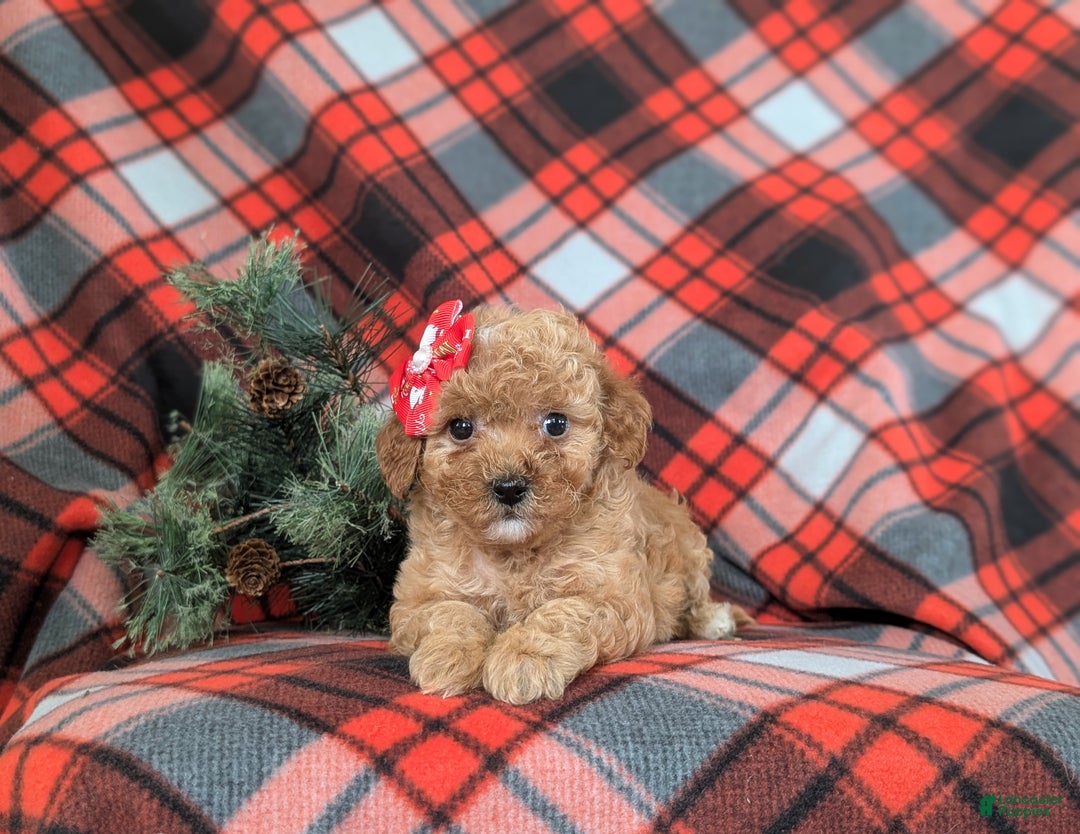 Mini Goldendoodle dogs for sale: Briana 9 lbs Full Grown - Ad 5