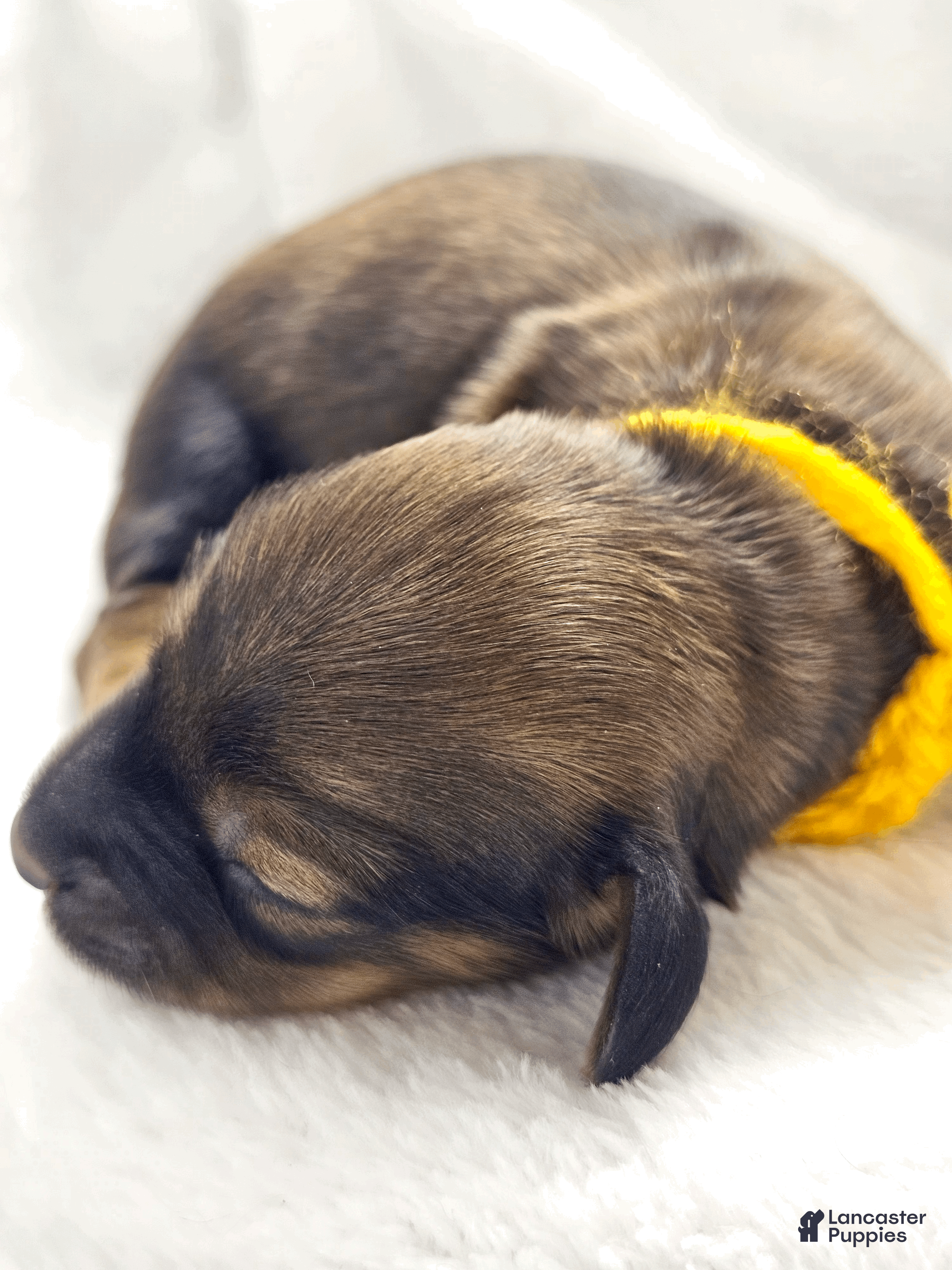 Miniature Dachshund dogs Sunflowerer - Ad 7