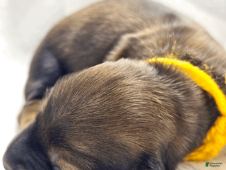 Miniature Dachshund dogs Sunflowerer - Ad 9