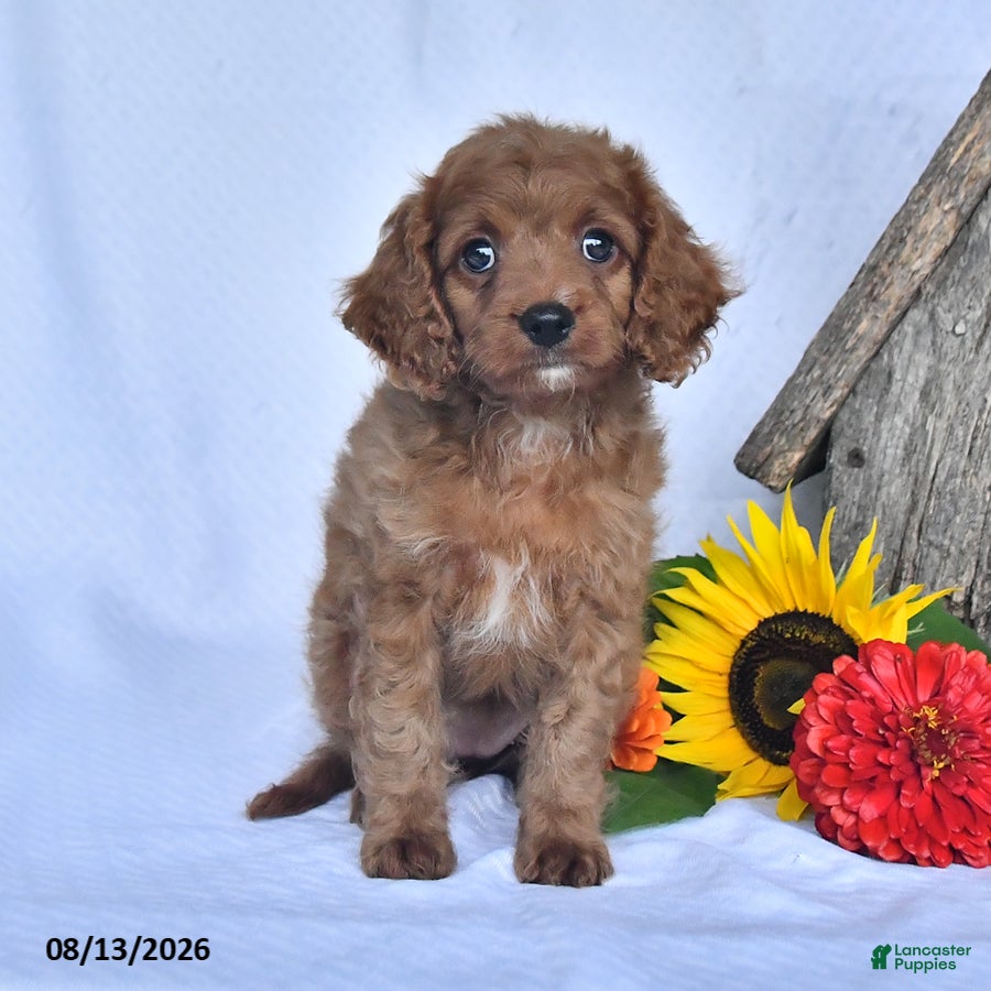 Cavapoo dogs Ava  - Ad 1