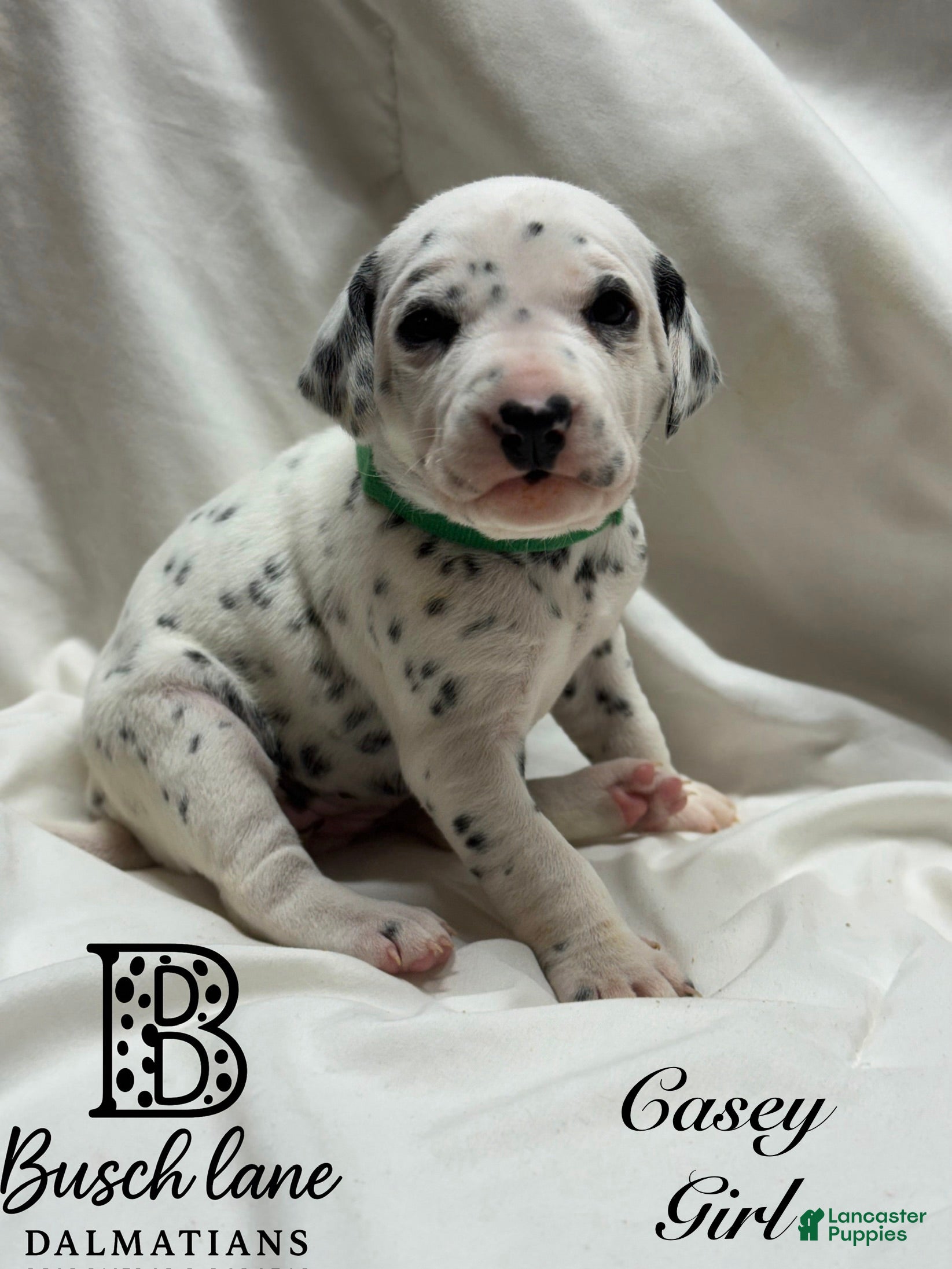 Dalmatian dogs Casey  - Ad 25