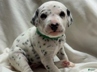 Dalmatian dogs Casey - Ad 25