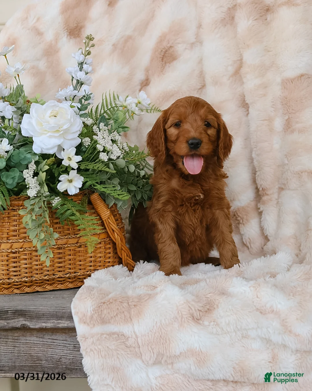 Goldendoodle dogs for sale: Gabby - Ad 1