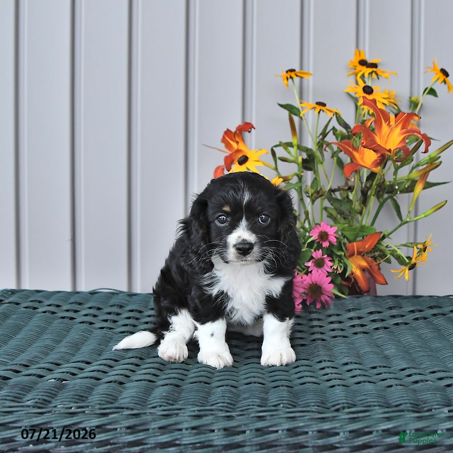 Cavapoo dogs Doris - Ad 2