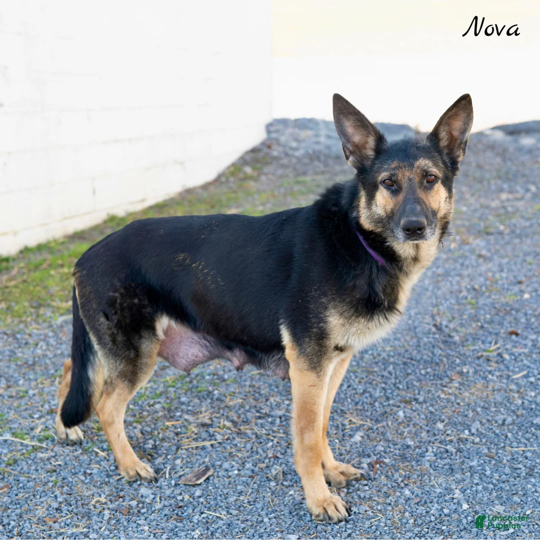 German Shepherd dogs for sale: Nova - Ad 1