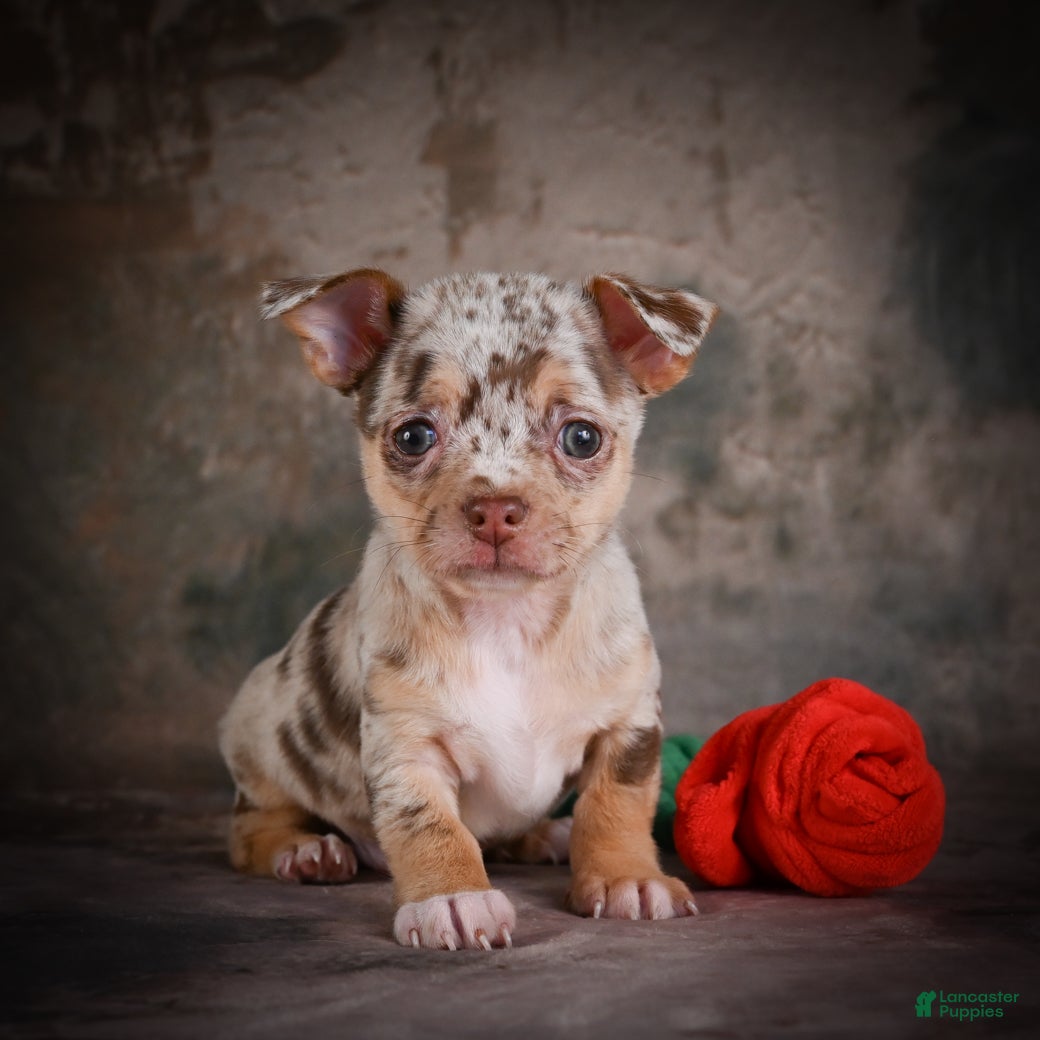 Chihuahua dogs for sale: Cash - Ad 4