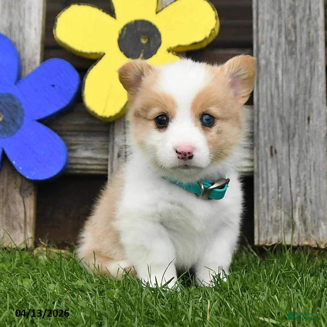 Welsh Corgi Pembroke dogs for sale: Blazer - Ad 2