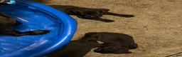 Cane Corso dogs for sale: Cane Corso 5 - Ad 1