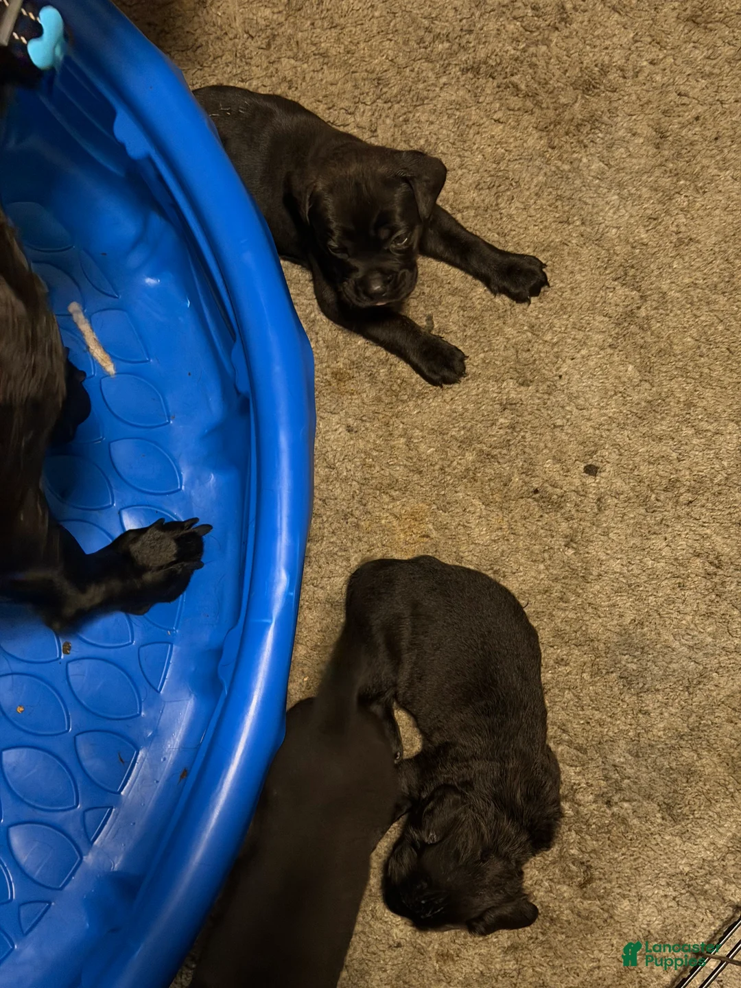 Cane Corso dogs for sale: Cane Corso 5 - Ad 1