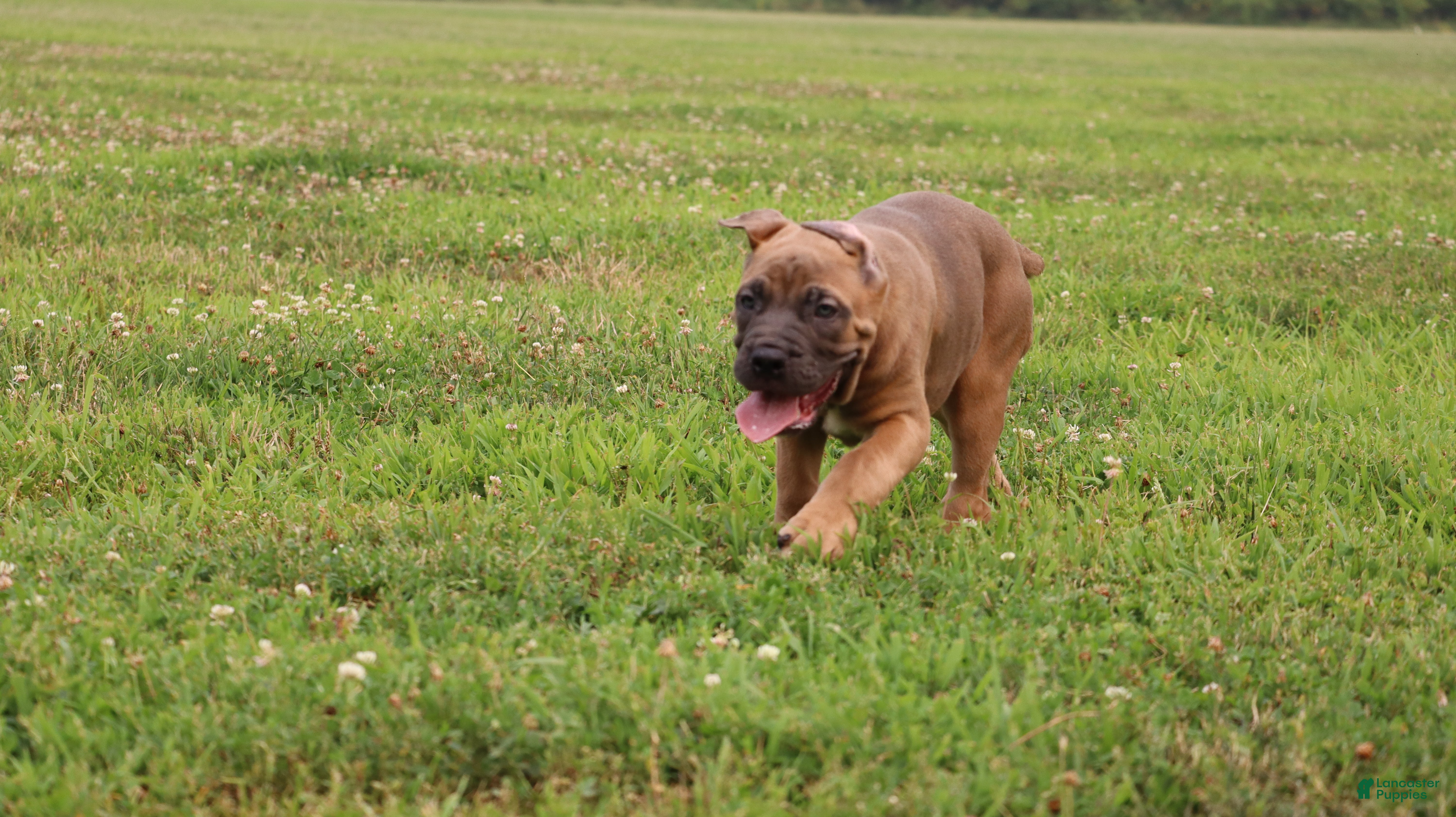 Cane Corso dogs Andromeda  - Ad 2
