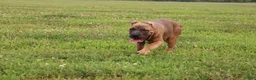 Cane Corso dogs for sale: Andromeda  - Ad 2