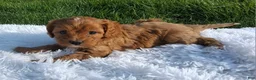 Cavapoo dogs for sale: Ocean - Ad 4