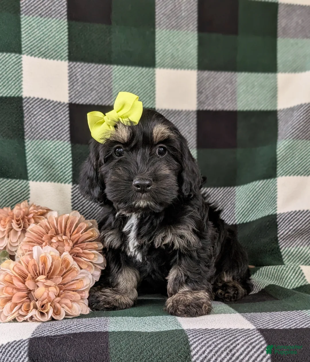 Cockapoo dogs for sale: Laureen - Ad 2