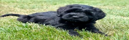 Goldendoodle dogs for sale: Thumper  - Ad 4