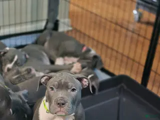 American Bully dogs for sale: Kano - Ad 1