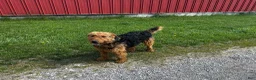Airedale Terrier dogs for sale: Airedale Terrier Puppy 1 - Ad 6
