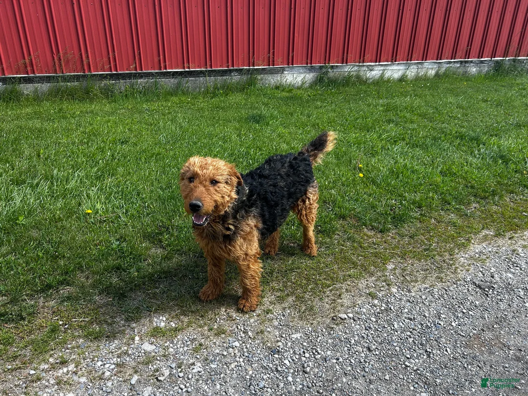 Airedale Terrier dogs for sale: Airedale Terrier Puppy 1 - Ad 6