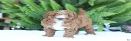 Mini Goldendoodle dogs for sale: Darcy - Ad 3