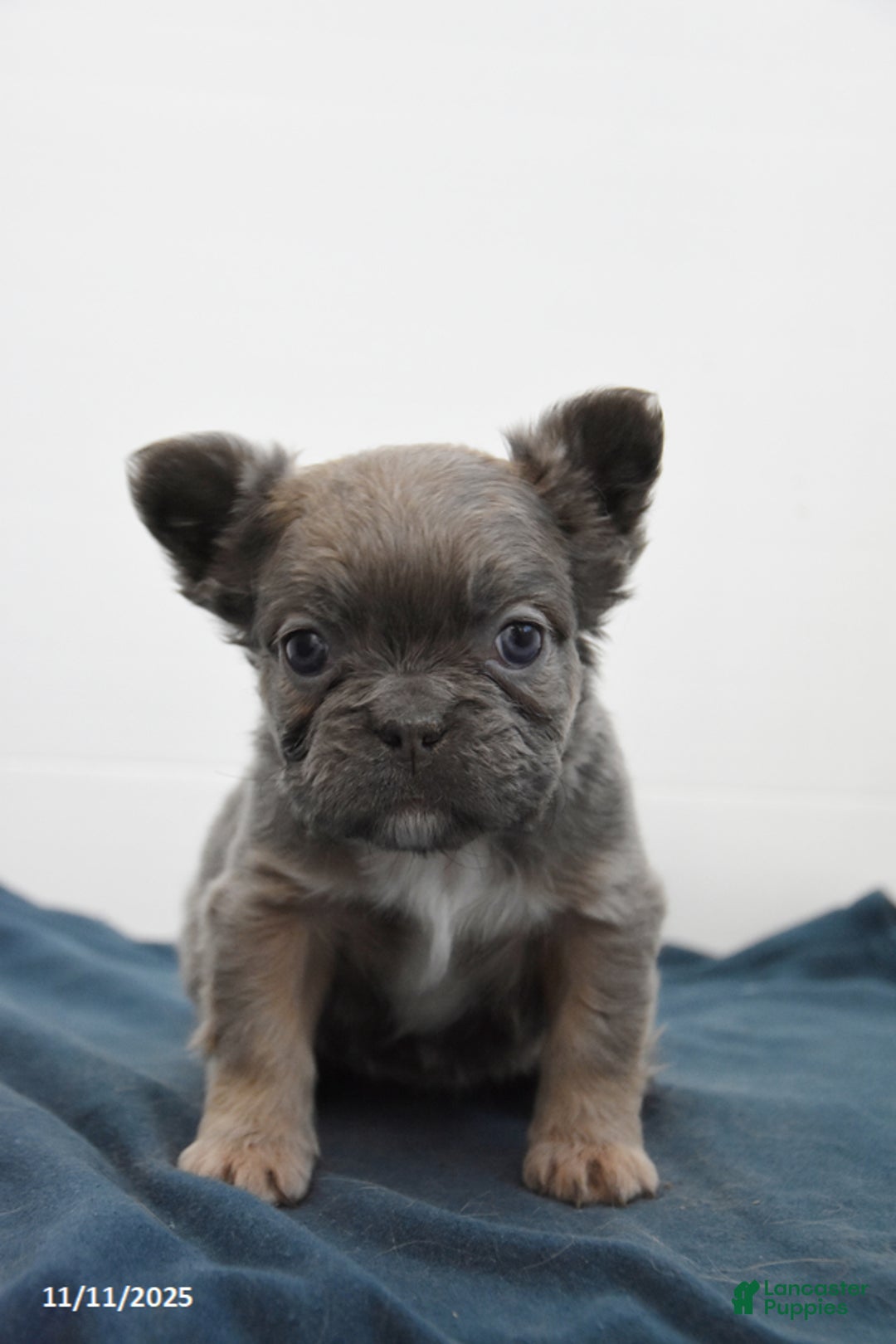 French Bulldog dogs for sale: Jade - Ad 3