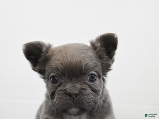 French Bulldog dogs - Ad 39
