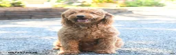 Mini Goldendoodle dogs for sale: Jordan - Ad 6