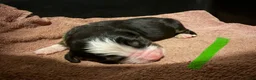 Bernese Mountain Dog dogs for sale: Green - Ad 14