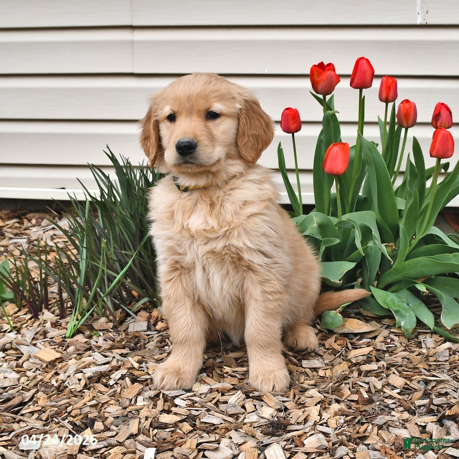 Golden Retriever dogs Boyd - Ad 2