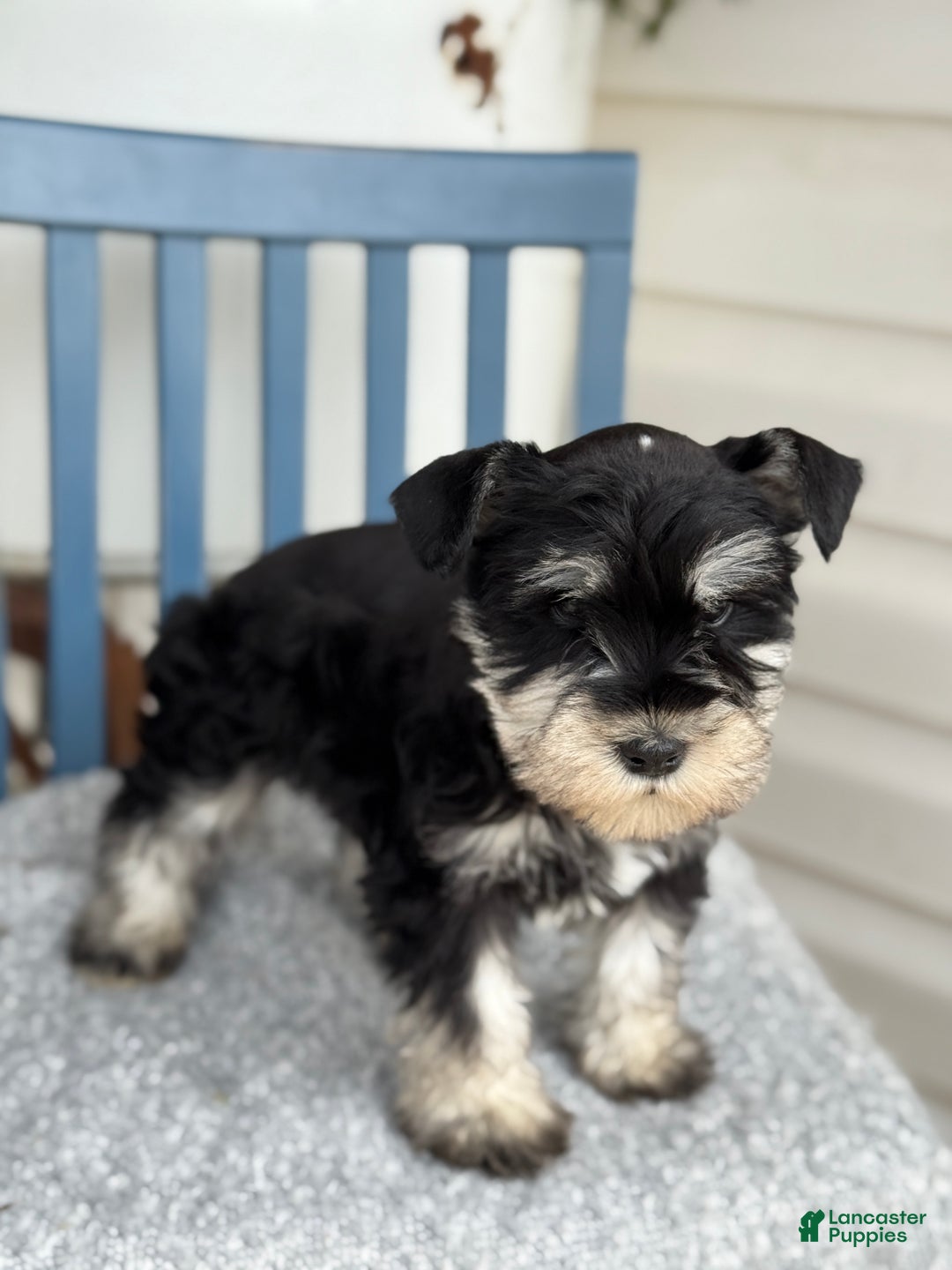 Miniature Schnauzer dogs for sale: Deacon - Ad 14